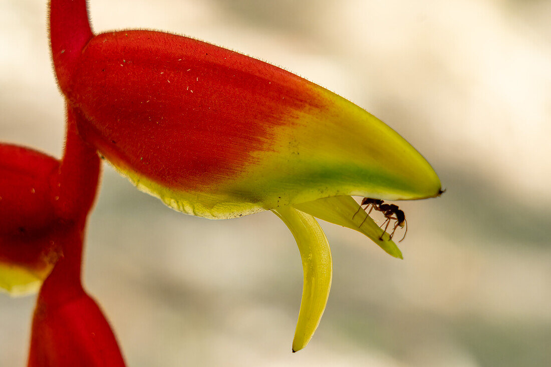 A large ant on a lobster claw heliconia in the Cahal Pech Archeological Reserve in San Ignacio, Belize.\n