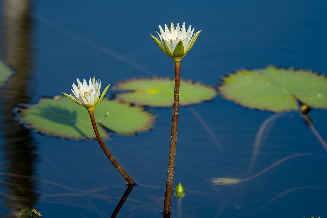 Water lilies in bloom in a pond off the New River in Belize.\n
