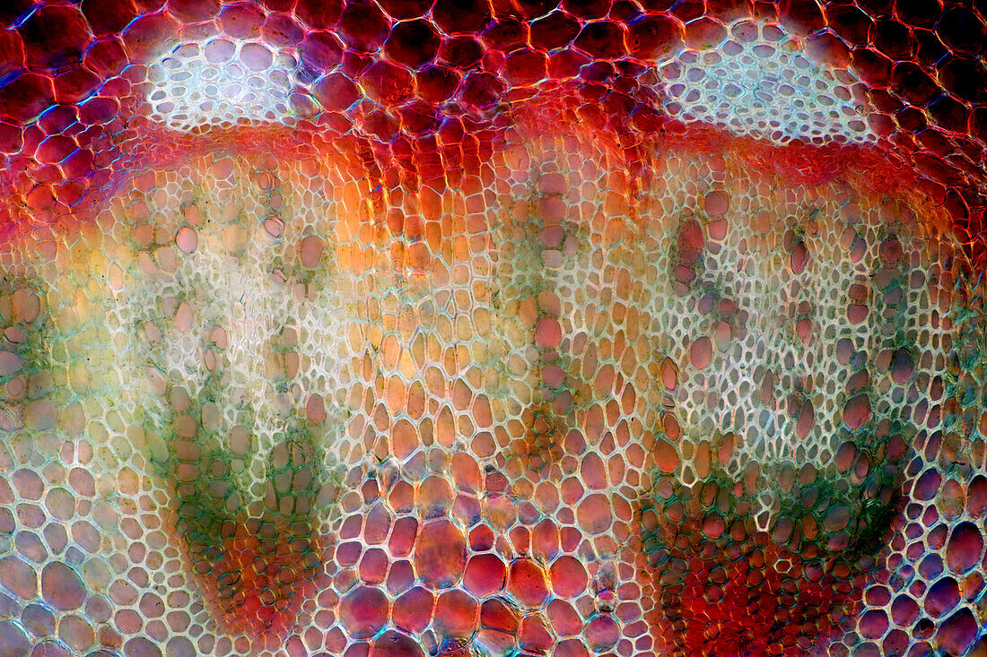 The image presents vascular bundles in senecio stalk, photographed through the microscope in polarized light at a magnification of 200X\n