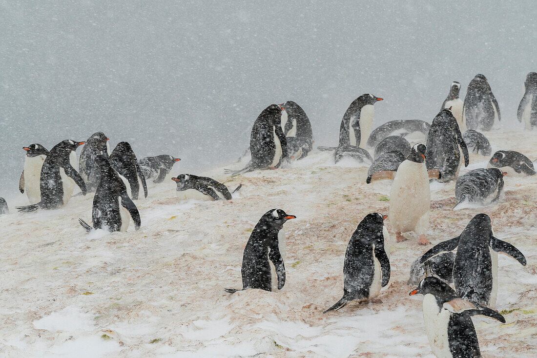 Gentoo penguins colony (Pygoscelis papua), Mikkelsen, Trinity Island, Antarctica.\n