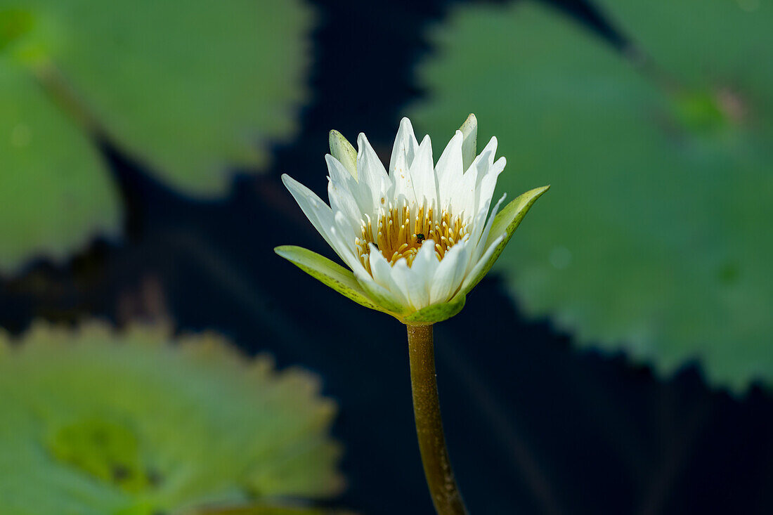 A water lily in bloom in a pond off the New River in Belize.\n