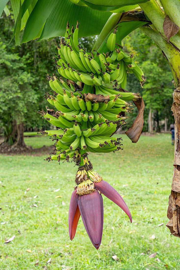 An einem Baum wachsende Bananen im archäologischen Reservat Caracol in Belize.