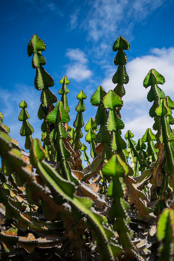 Euphorbia avasmontana from South Africa.\n