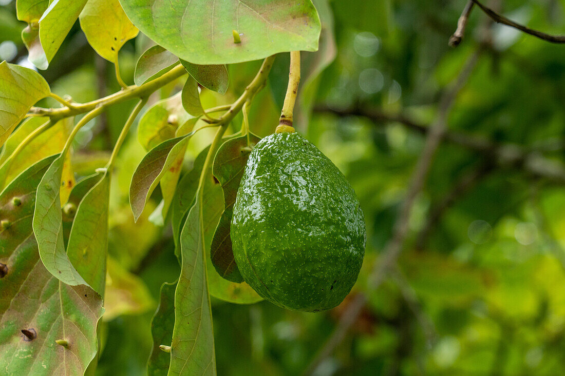 Fruit growing an Avocado tree, Persea americana, in the Caracol Archeological Reserve in the highlands of Belize.\n