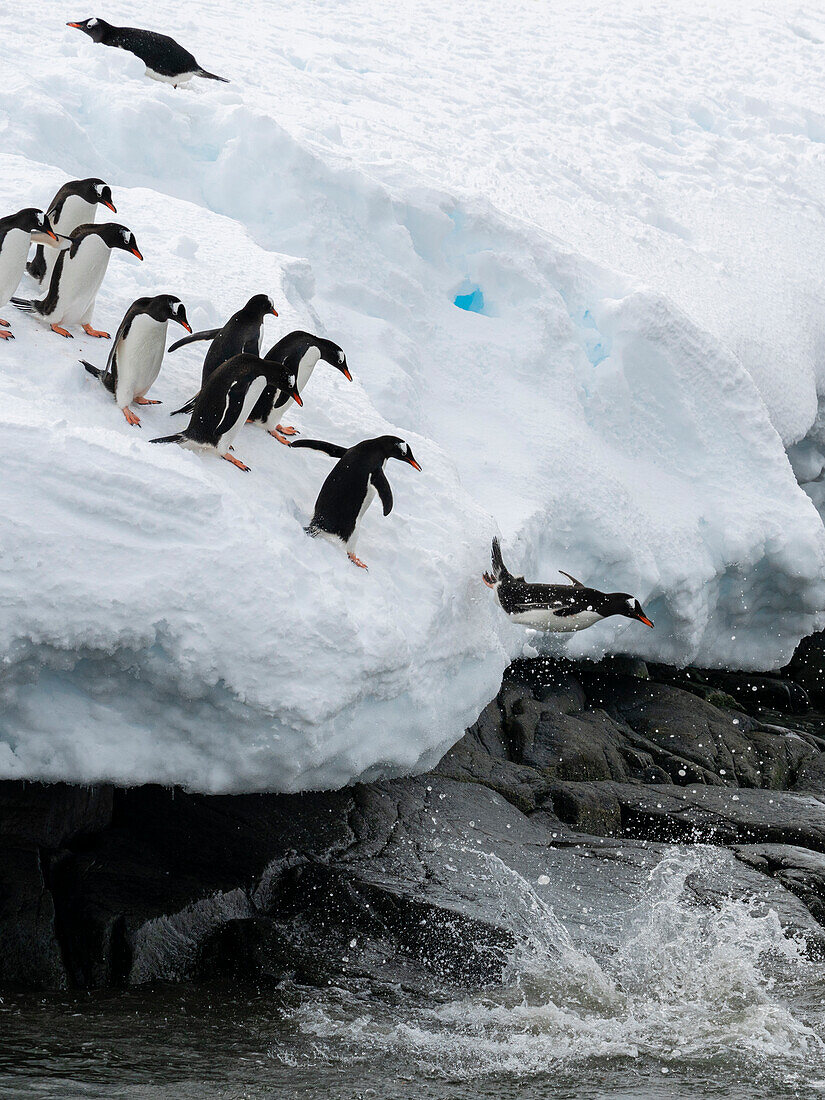 Gentoo penguins (Pygoscelis papua) jumping into the water, Damoy Point, Wiencke Island, Antarctica.\n