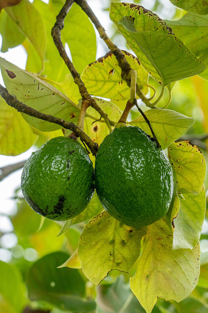 Früchte an einem Avocadobaum, Persea americana, im archäologischen Reservat Caracol im Hochland von Belize.