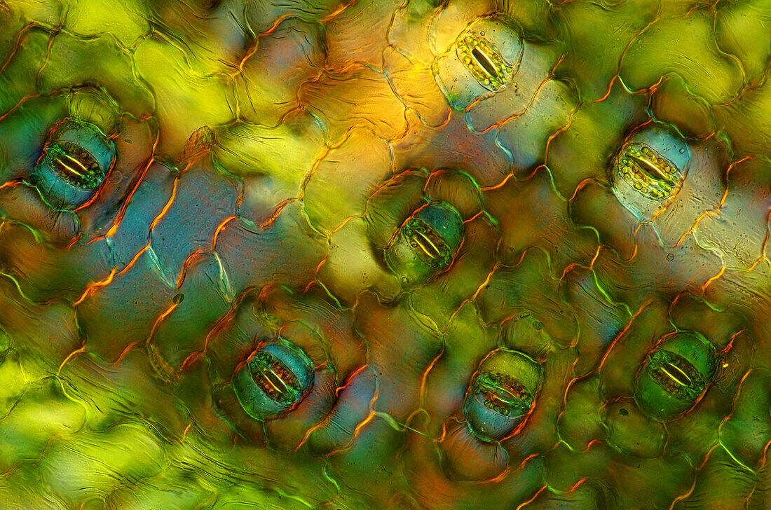 Das Bild zeigt Spaltöffnungen in der Blattepidermis von Spathiphyllum, aufgenommen durch das Mikroskop in polarisiertem Licht bei einer Vergrößerung von 200X