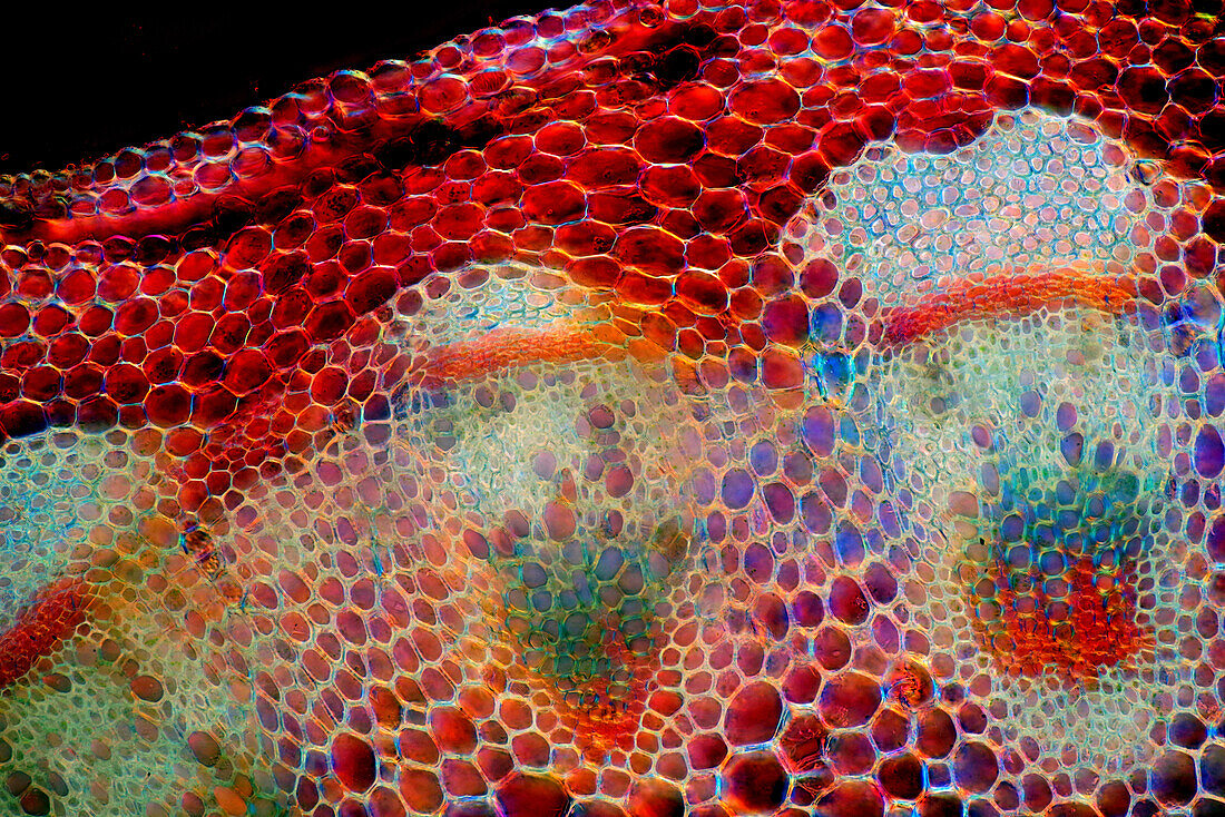 Das Bild zeigt Senecio-Gewebe im Querschnitt durch den Stängel, fotografiert mit dem Mikroskop in polarisiertem Licht und Dunkelfeld bei einer Vergrößerung von 100X