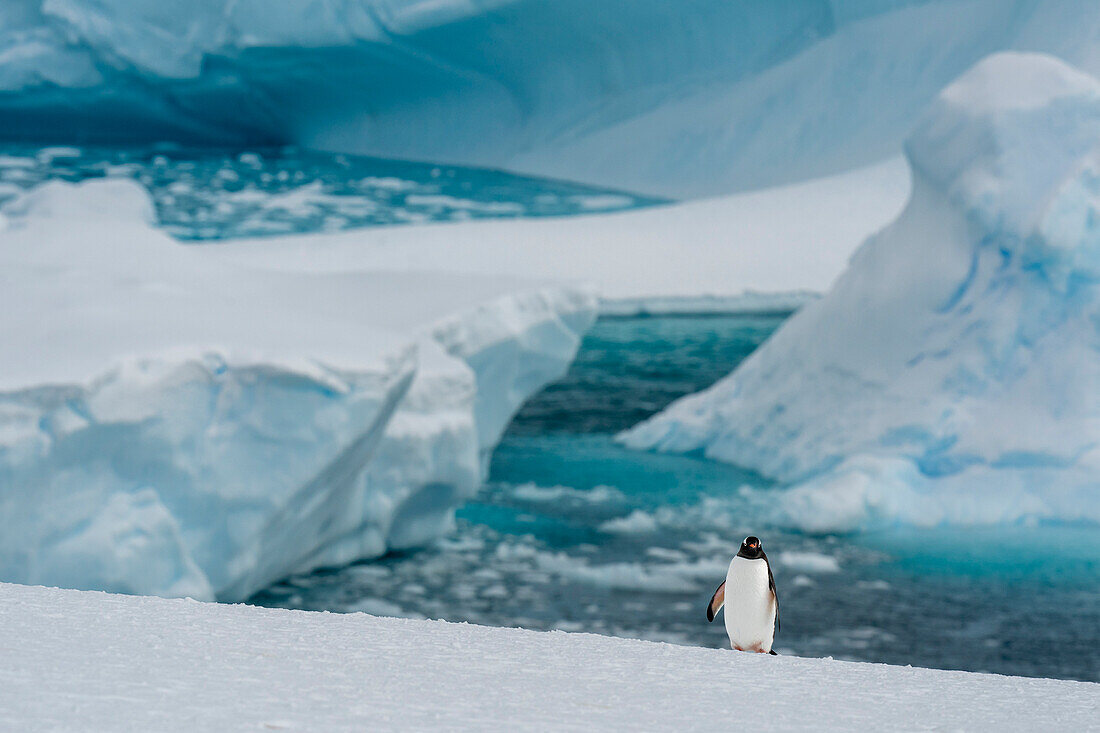 Gentoo penguin (Pygoscelis papua), Petermann Island, Antarctica.\n