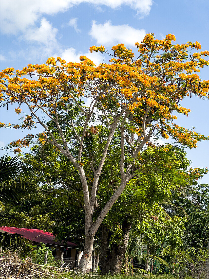 A Golden Shower tree, Cassia fistula, in bloom in the Corozal District of Belize.\n