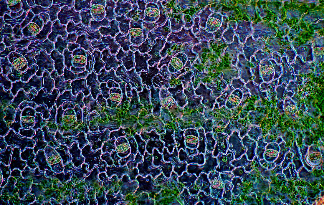 Das Bild zeigt Spaltöffnungen in der Blattepidermis von Spathiphyllum, fotografiert durch das Mikroskop in polarisiertem Licht bei einer Vergrößerung von 100X