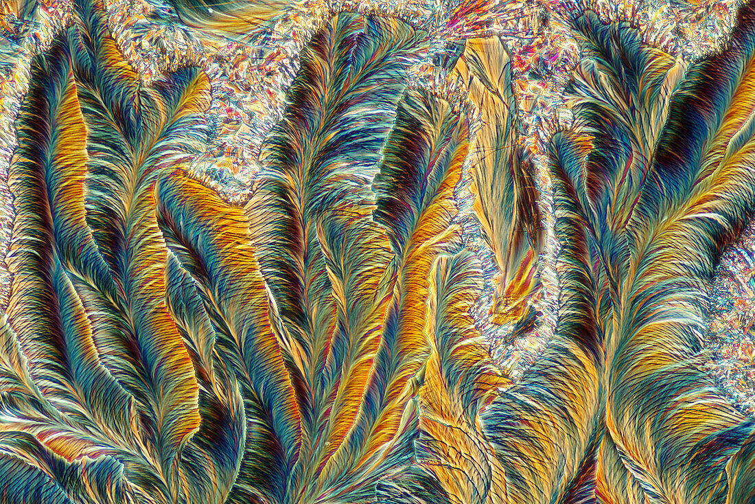 The image presents crystallized paracetamol, photographed through the microscope in polarized light at a magnification of 100X\n