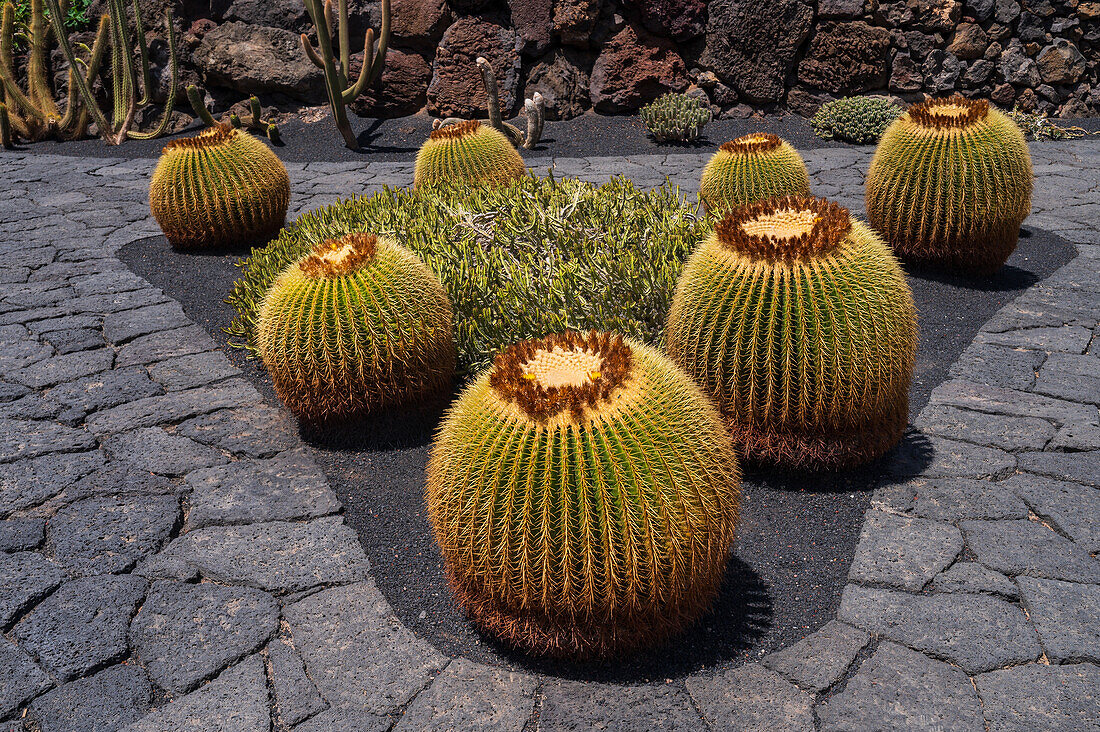 The Jardin de Cactus (Cactus garden) is a wonderful example of architectural intervention integrated into the landscape, designed by Cesar Manrique in Lanzarote, Canary Islands, Spain\n