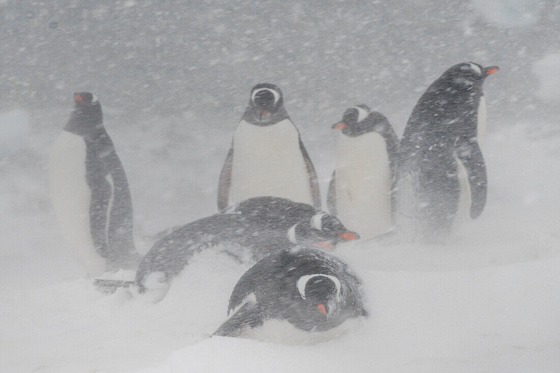 Gentoo penguins colony (Pygoscelis papua), Mikkelsen, Trinity Island, Antarctica.\n