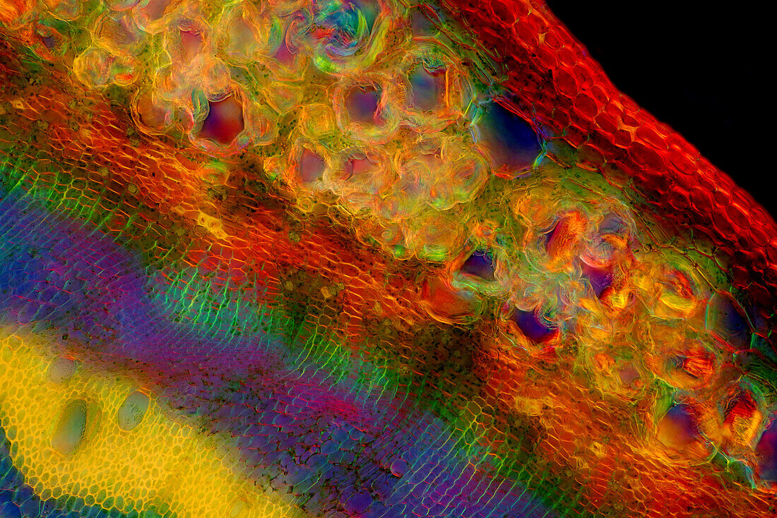 The image presents nettle tissues in the stalk in transversall cross-section, photographed through the microscope in polarized light and dark field at a magnification of 100X.\n