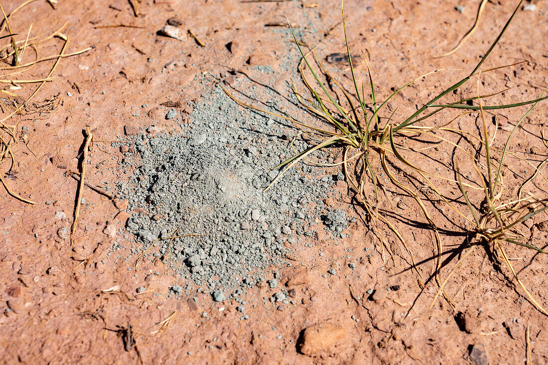 Uranerz aus der stillgelegten Mi Vida Mine im Steen Canyon bei La Sal, Utah. Ort des ersten großen Uranabbaus in den Vereinigten Staaten.