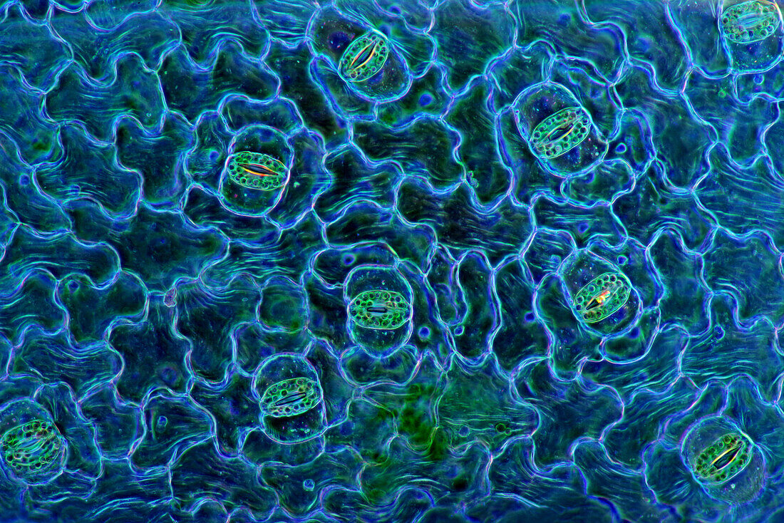 Das Bild zeigt Spaltöffnungen in der Blattepidermis von Spathiphyllum sp., fotografiert durch das Mikroskop in polarisiertem Licht bei einer Vergrößerung von 100X