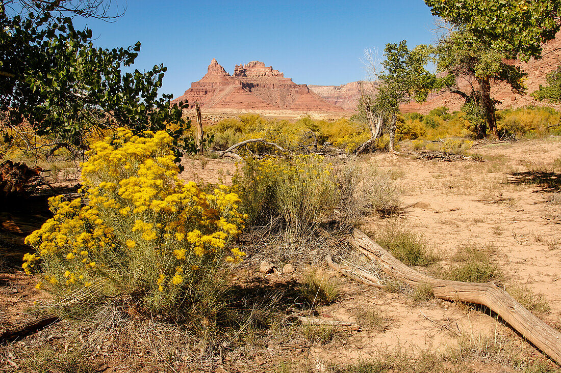 Rubber Rabbitbrush in bloom in the Mexican Mountain Wilderness Study Area on the San Rafael Swell in Utah.\n
