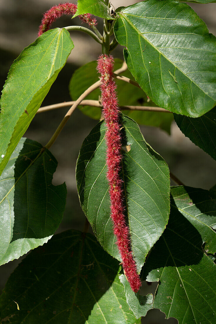 The red inflorescence of a chenille plant, Acalypha hispida, in the Cahal Pech Archeological Reserve in San Ignacio, Belize.\n