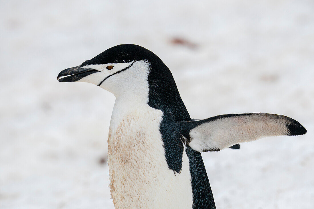 Zügelpinguin (Pygoscelis antarcticus), Halbmondinsel, Antarktis.