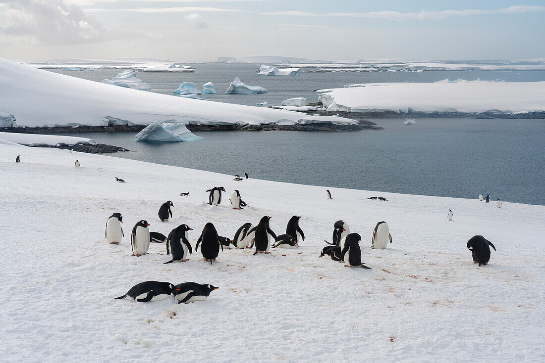 Gentoo penguins (Pygoscelis papua), Petermann Island, Antarctica.\n