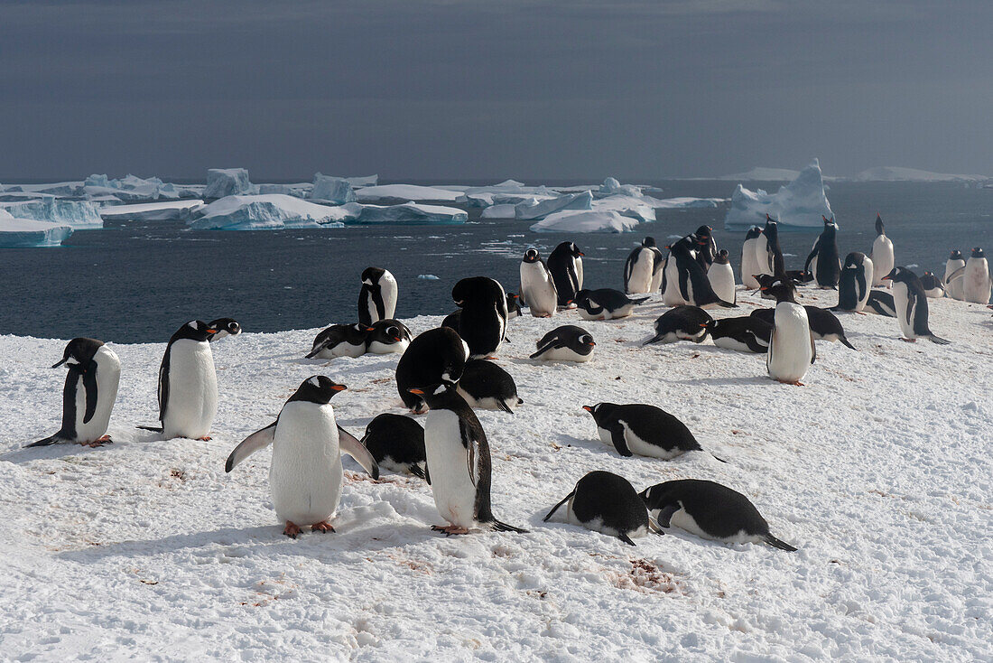 Gentoo penguins (Pygoscelis papua), Petermann Island, Antarctica.\n