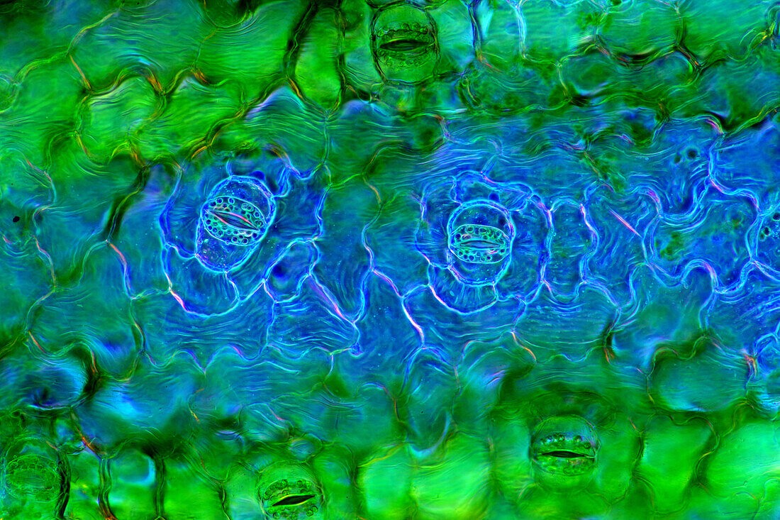 The image presents stomata in Spathiphyllum leaf epidermis, photographed through the microscope in polarized light at a magnification of 100X\n