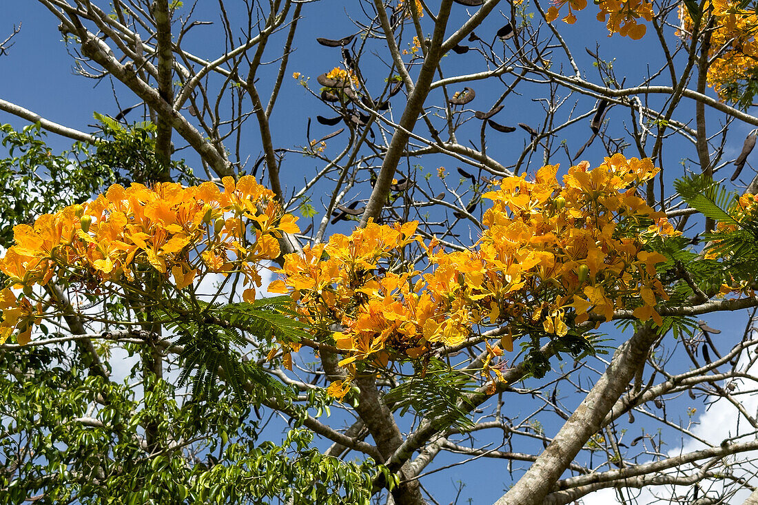 Ein blühender Golden Shower Baum, Cassia fistula, im Corozal District von Belize.