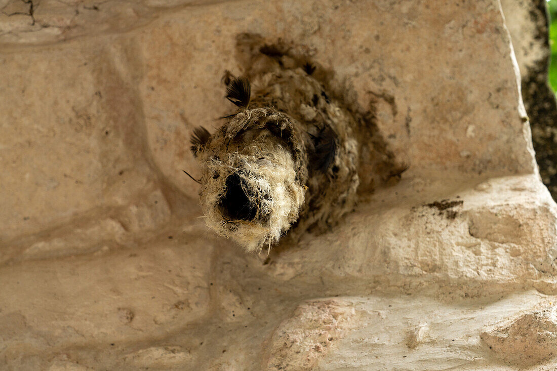 Nest of a Lesser Swallow-tailed Swift inside a room in the Mayan ruins in the Cahal Pech Archeological Reserve, Belize.\n