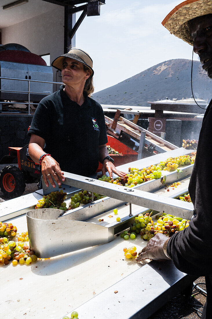 Arbeiter in der Weinkellerei La Geria. La Geria, Lanzarotes wichtigste Weinregion, Kanarische Inseln, Spanien