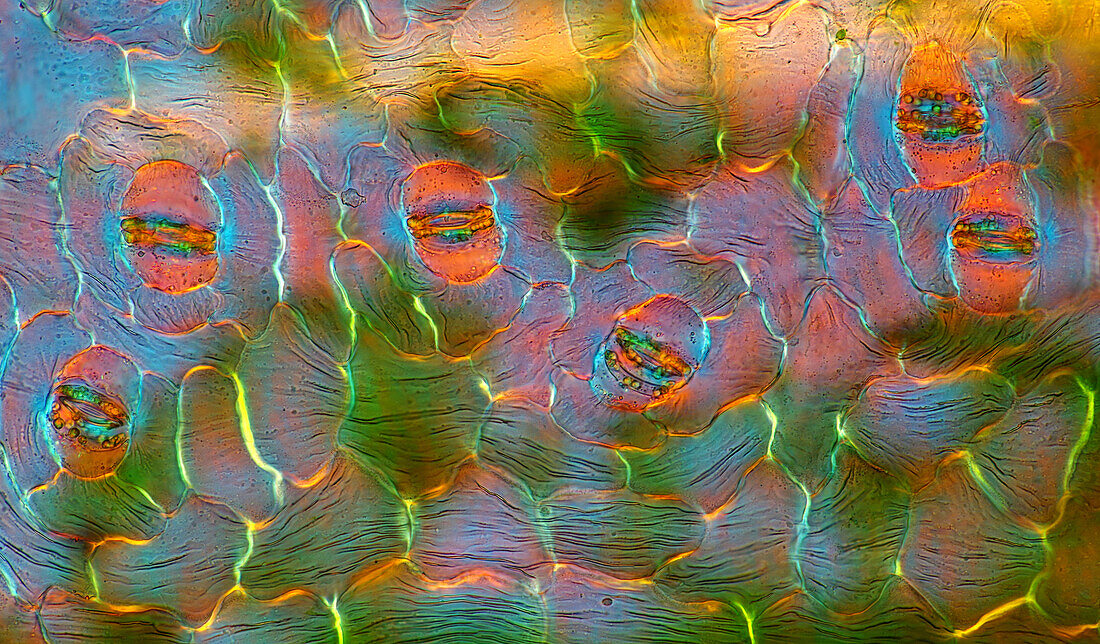 The image presents stomata in Spathiphyllum leaf epidermis, photographed through the microscope in polarized light at a magnification of 400X\n