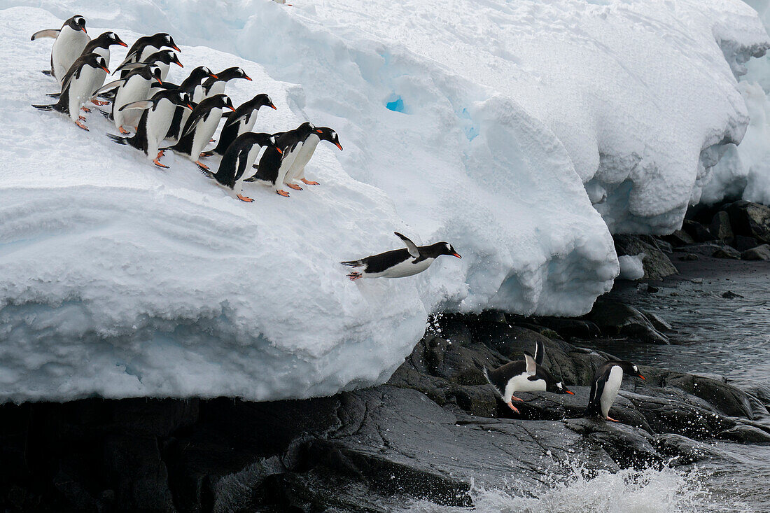 Gentoo penguins (Pygoscelis papua) jumping into the water, Damoy Point, Wiencke Island, Antarctica.\n