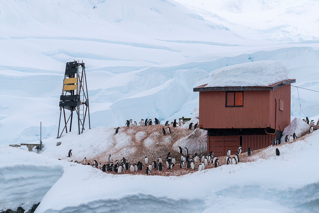 Gentoo penguins (Pygoscelis papua), Almirante Brown Argentine research base, Paradise Bay, Antarctica.\n