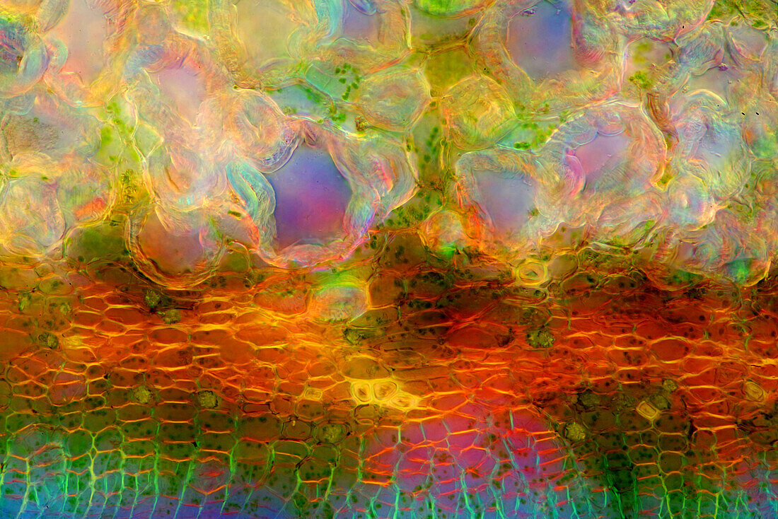 Das Bild zeigt Nesseltisuen im Querschnitt des Stängels, fotografiert durch das Mikroskop in polarisiertem Licht bei einer Vergrößerung von 200X