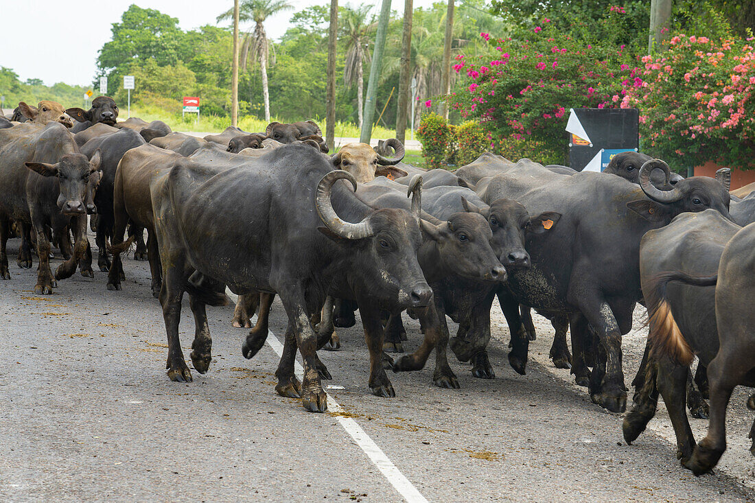 Eine Herde Büffel (Buffalypso oder Trinidadian Water Buffalo) überquert eine Landstraße im Orange Walk District in Belize.