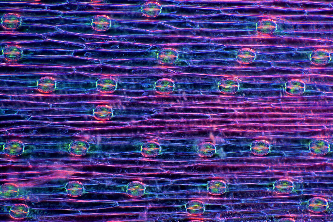 The image presents stomata in hyacinth leaf epidermis, photographed through the microscope in polarized light at a magnification of 100X\n