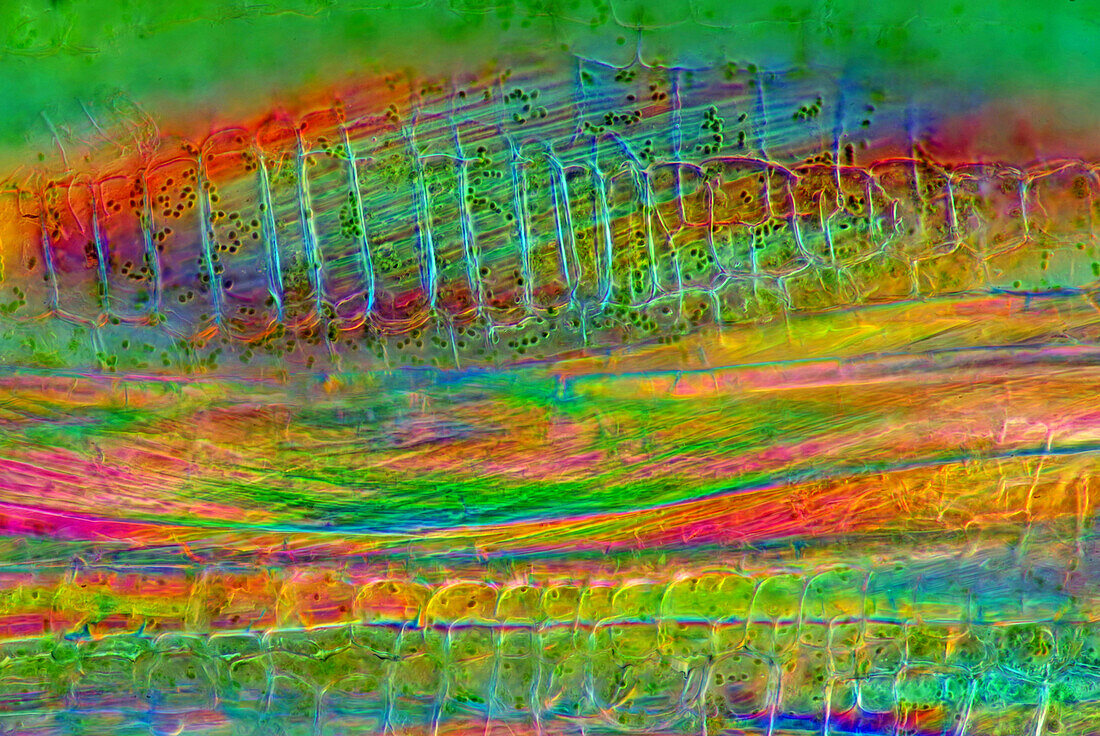 Das Bild zeigt Nesselgewebe im Stängel im Längsschnitt, aufgenommen durch das Mikroskop in polarisiertem Licht bei einer Vergrößerung von 100X