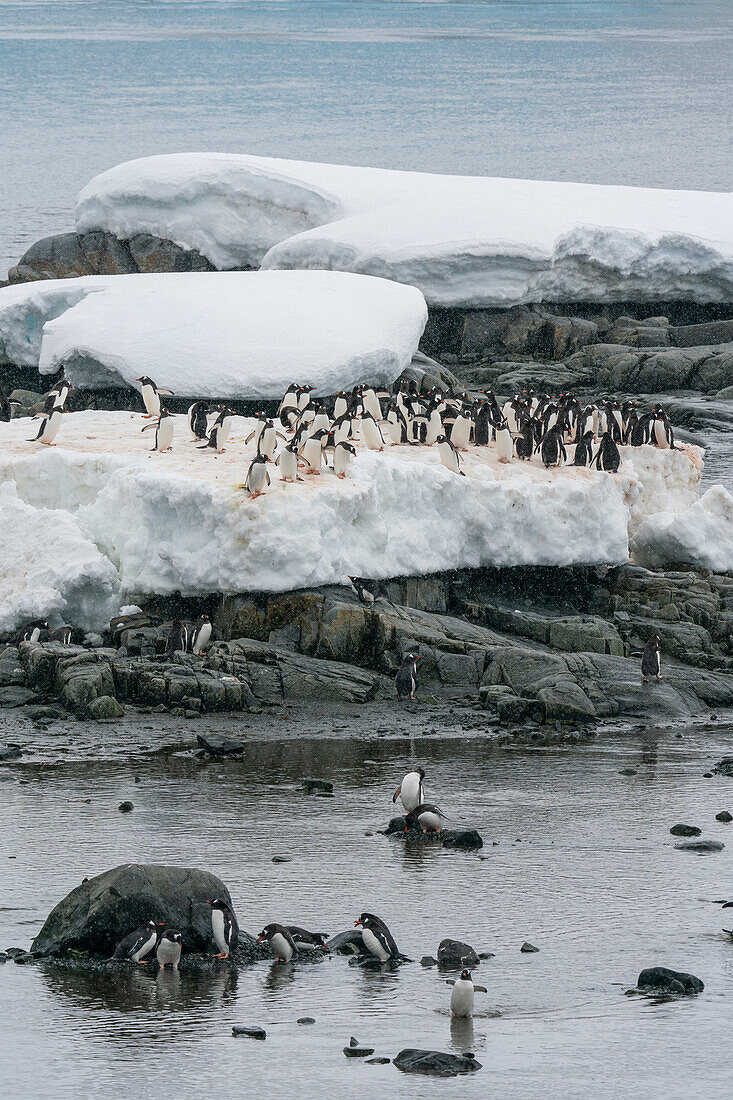 Gentoo penguin colony (Pygoscelis papua), Damoy Point, Wiencke Island, Antarctica.\n