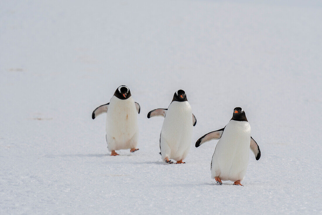 Gentoo penguins (Pygoscelis papua) walking to the sea, Damoy Point, Wiencke Island, Antarctica.\n