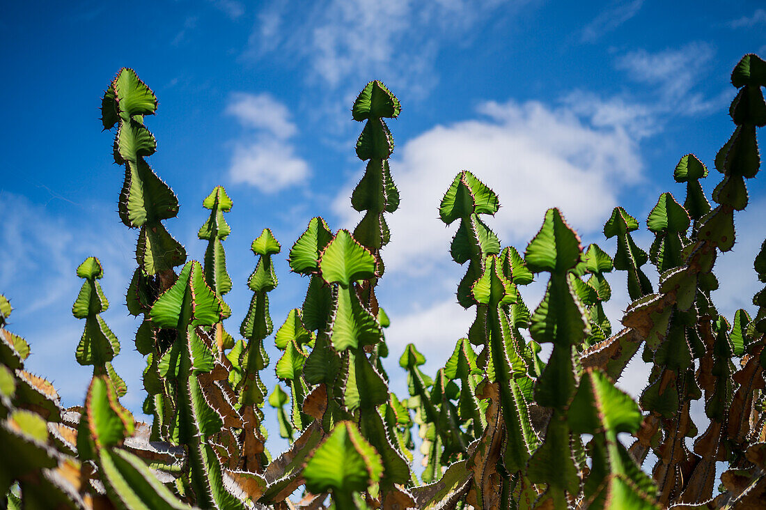 Euphorbia avasmontana aus Südafrika.