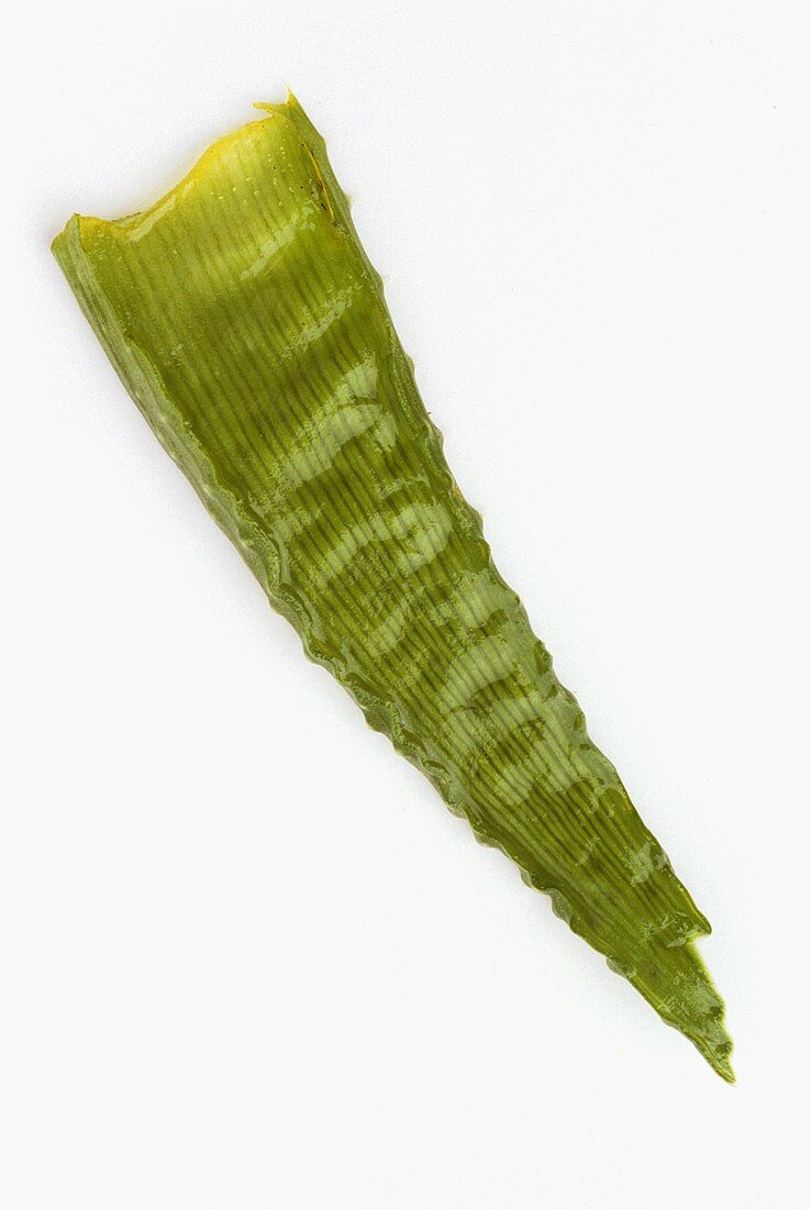 Ein Blatt der Aloe (für Aloe vera)