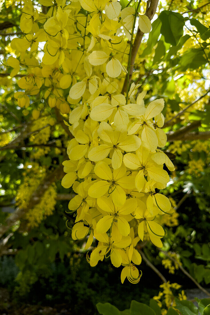 Ein blühender Golden Shower Baum, Cassia fistula, im Corozal District von Belize.
