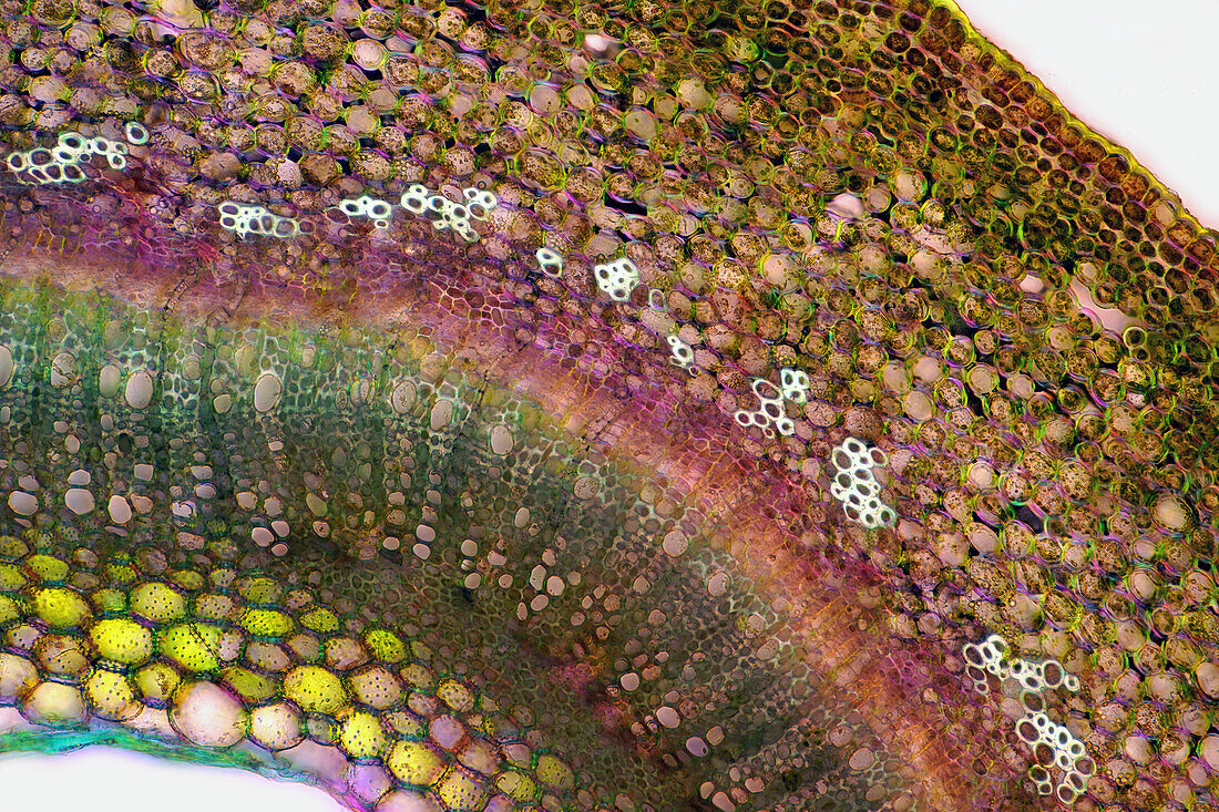 Das Bild zeigt einen kleinen Teil von Forsythienstängelgewebe im Querschnitt, fotografiert durch das Mikroskop in polarisiertem Licht bei einer Vergrösserung von 100X