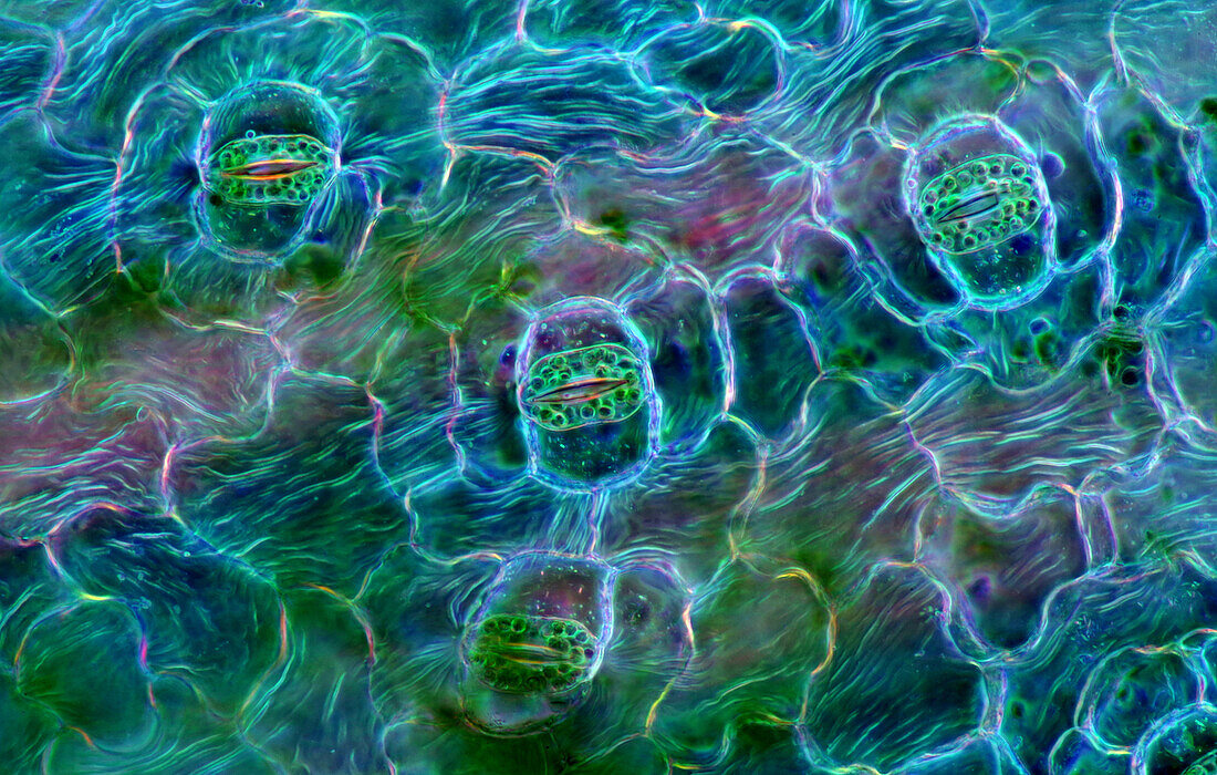 Das Bild zeigt Spaltöffnungen in der Blattepidermis von Spathiphyllum, fotografiert durch das Mikroskop in polarisiertem Licht bei einer Vergrößerung von 200X