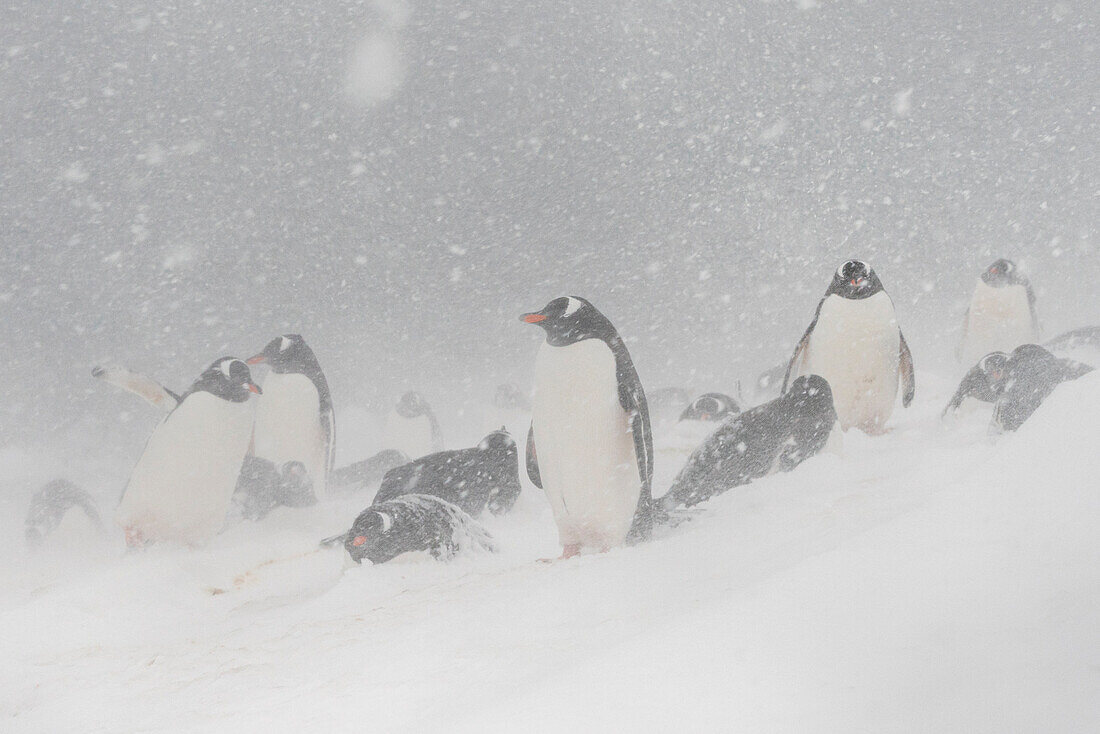 Gentoo penguins colony (Pygoscelis papua), Mikkelsen, Trinity Island, Antarctica.\n