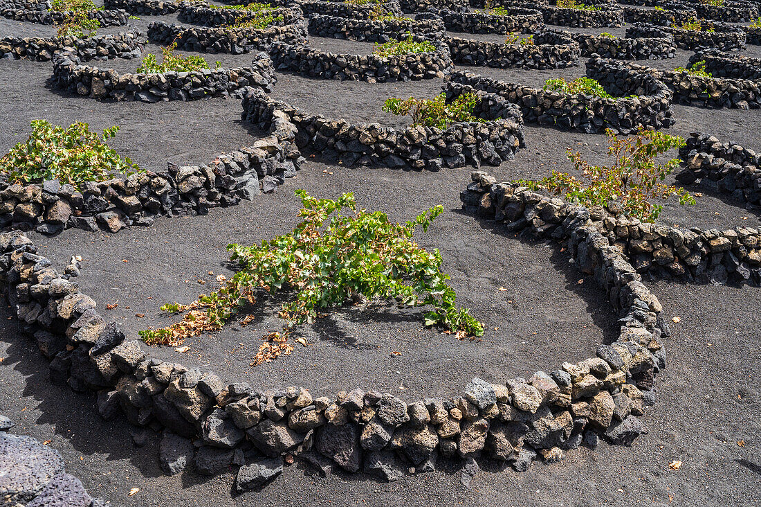 La Geria, Lanzarote's main wine region, Canary Islands, Spain\n