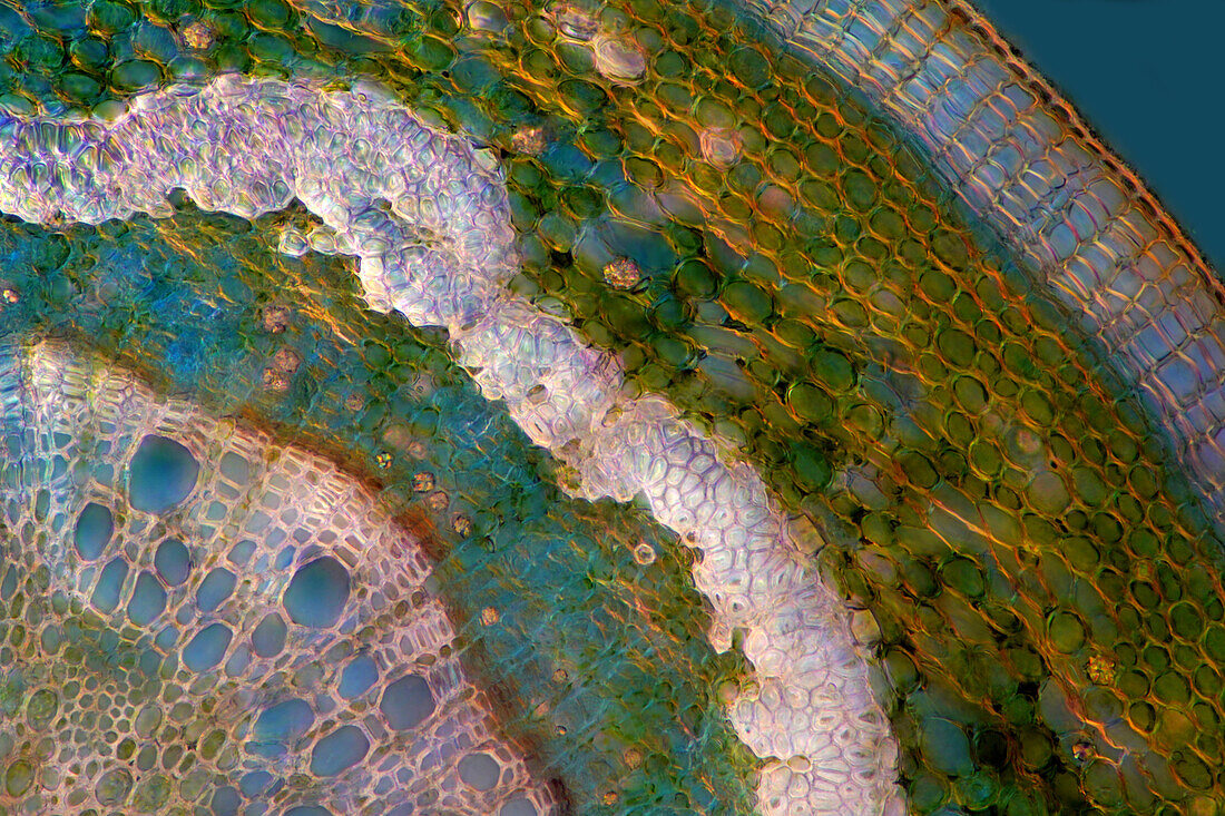 Das Bild zeigt Eichengewebe im Querschnitt durch den Stiel, fotografiert durch das Mikroskop in polarisiertem Licht bei einer Vergrößerung von 100X
