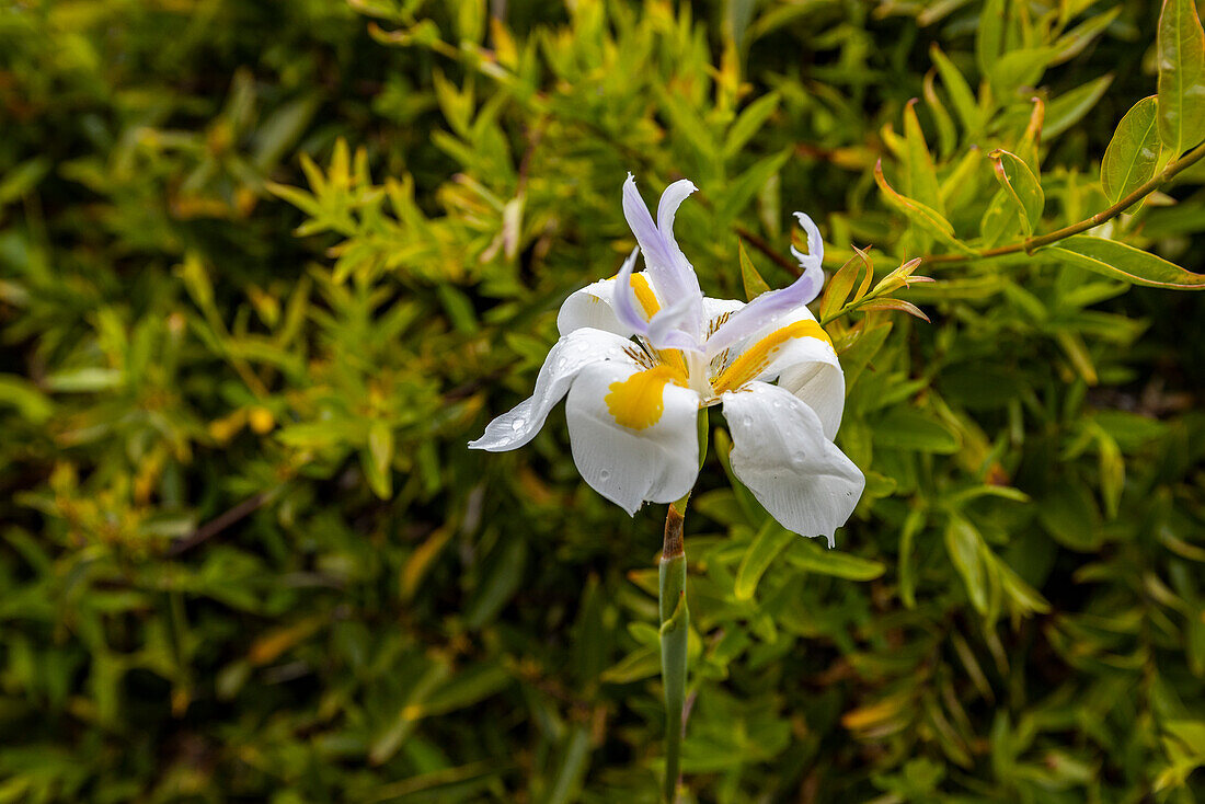 Close-up of white wild iris flower\n