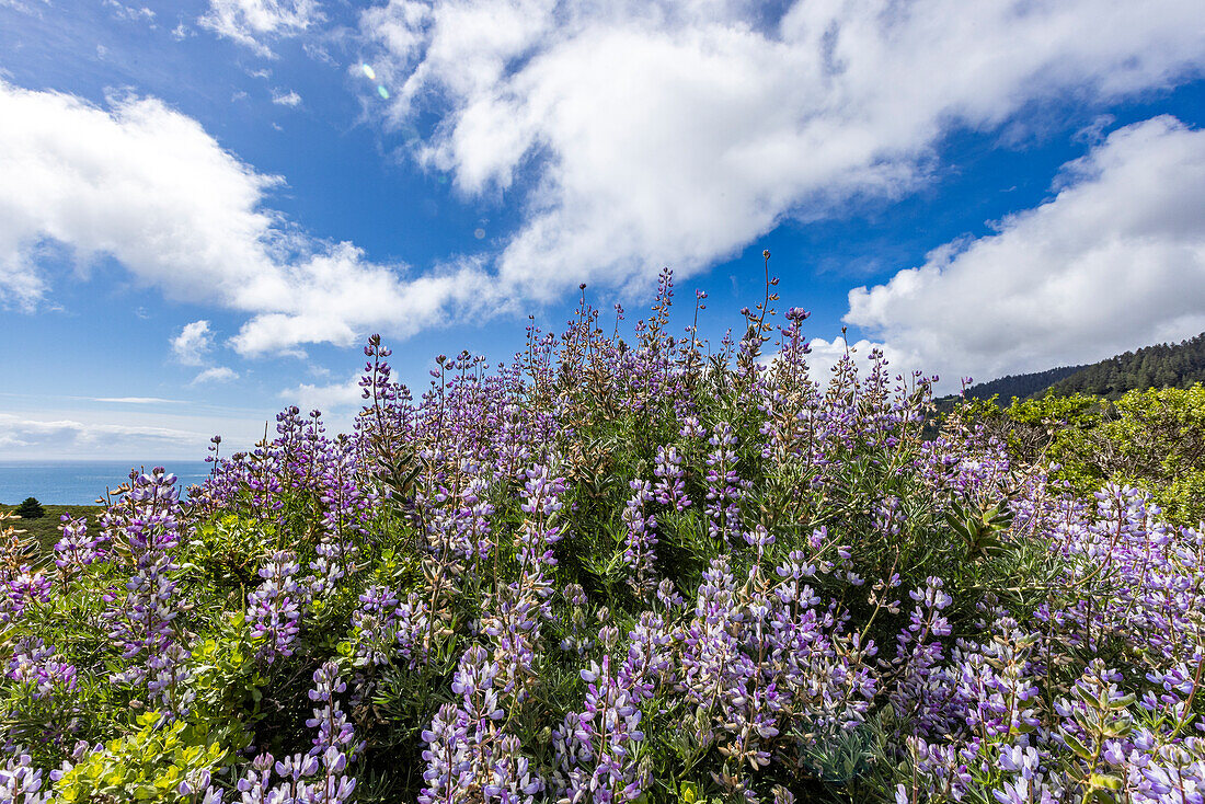 Busch mit violetten Blüten am Berghang