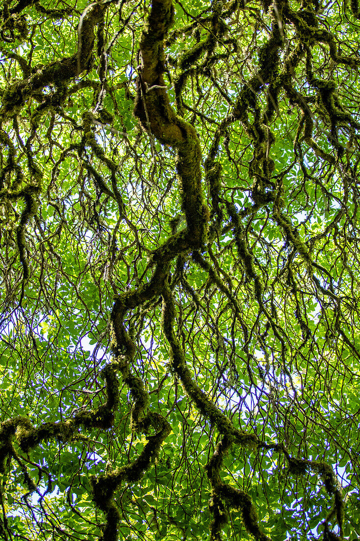 Low angle view of large tree branches\n